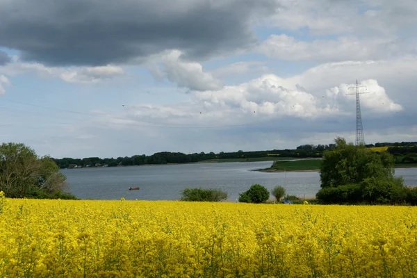 Raps (Brassica napus) — Stockfoto