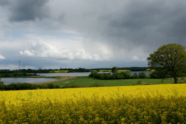 Řepky (Brassica napus) — Stock fotografie