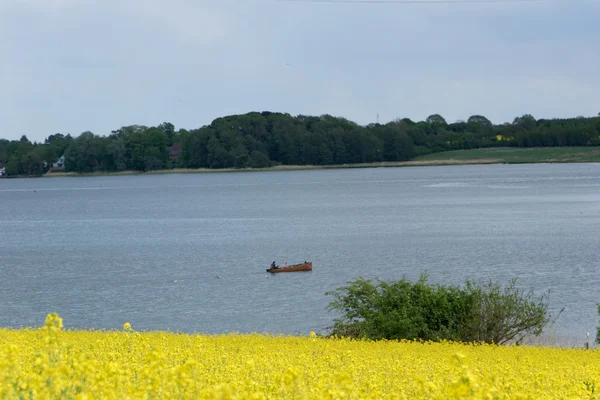 Rzepak (Brassica napus) — Zdjęcie stockowe