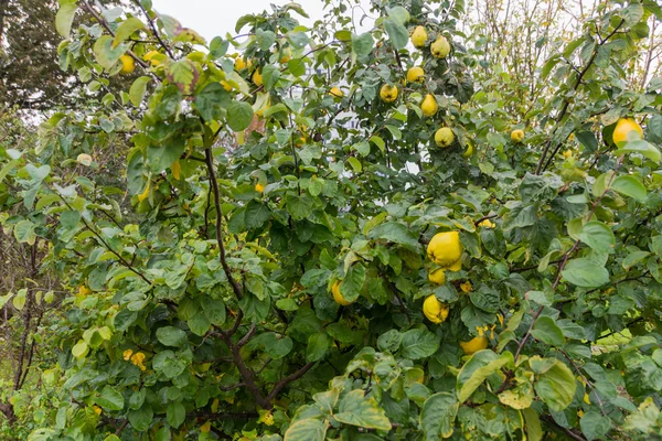 Ayva (Cydonia oblonga)