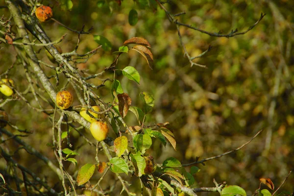 Manzanas en un árbol — Foto de Stock