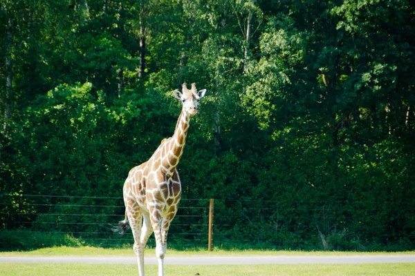 Żyrafa (giraffa camelopardalis) — Zdjęcie stockowe