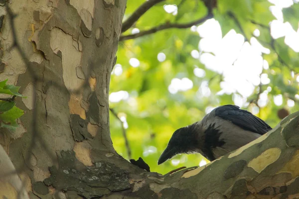 El cuervo encapuchado (Corvus cornix ) — Foto de Stock