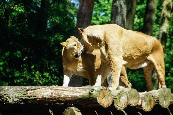 O leão (Panthera leo ) — Fotografia de Stock