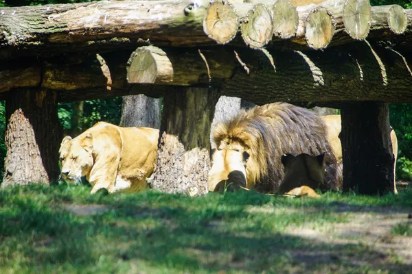 O leão (Panthera leo ) — Fotografia de Stock