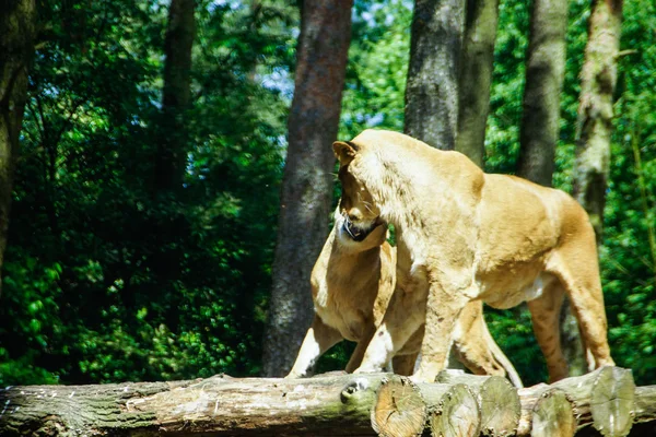 ライオン （パンテーラ レオ) — ストック写真
