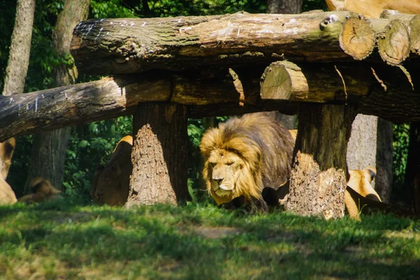 O leão (Panthera leo ) — Fotografia de Stock