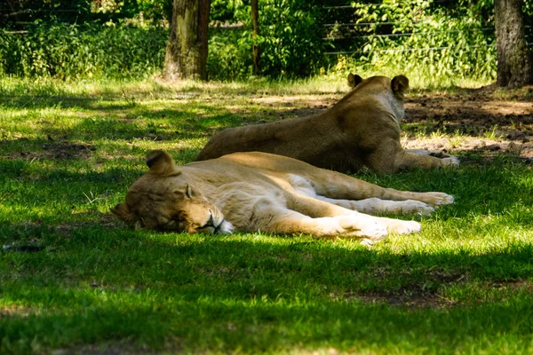O leão (Panthera leo ) — Fotografia de Stock