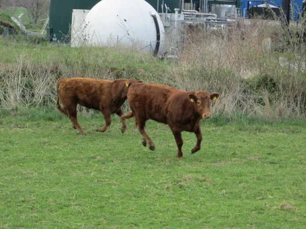 Toros en un campo —  Fotos de Stock