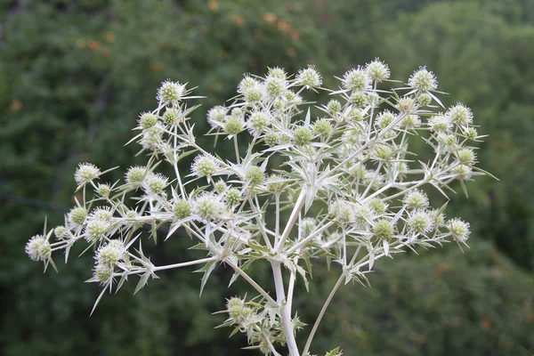 Thorn Bush — Stock Photo, Image