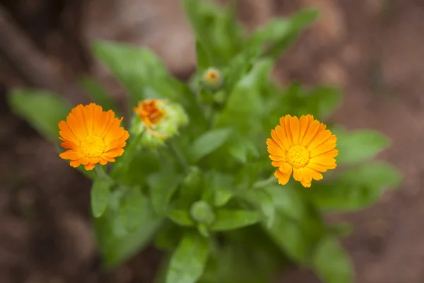 Fiore di calendula — Foto Stock