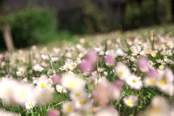 Prado con flores de primavera —  Fotos de Stock