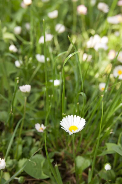 Äng med våren blommor närbild — Stockfoto