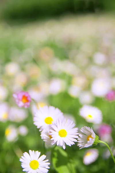 Äng med vårblommor — Stockfoto