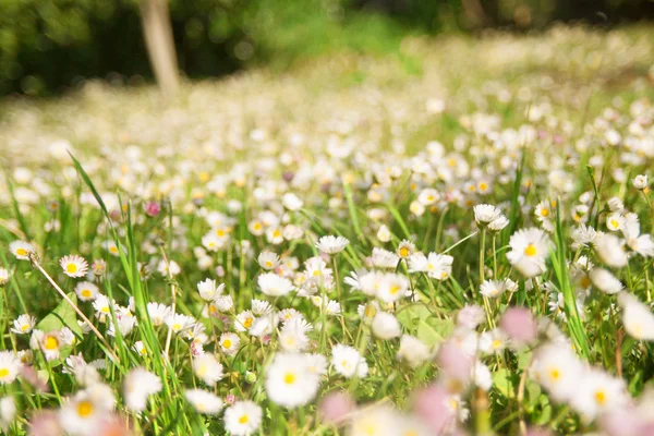 Wiese mit Frühlingsblumen — Stockfoto