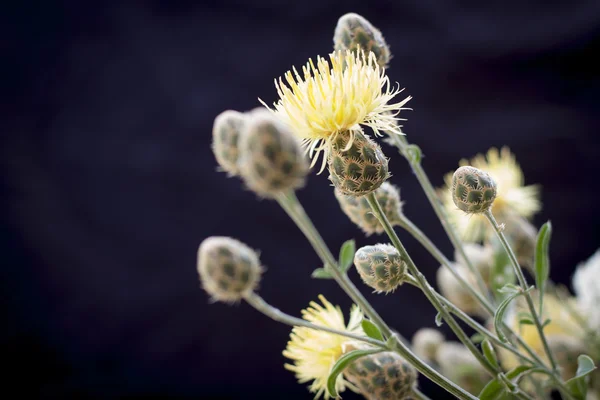 Wild flowers — Stock Photo, Image