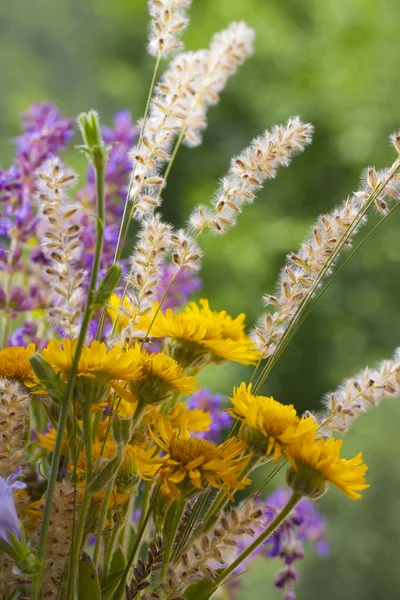 Vackra vilda blommor — Stockfoto