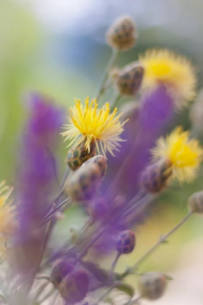 Wildblumen — Stockfoto