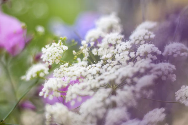 Hermosas flores silvestres —  Fotos de Stock