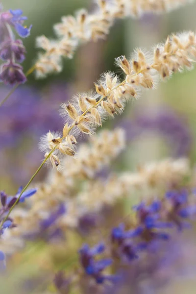 Beautiful wild flowers — Stock Photo, Image