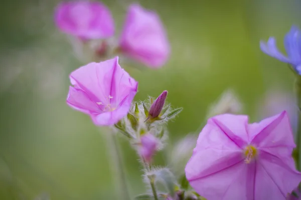 Beautiful wild flowers — Stock Photo, Image