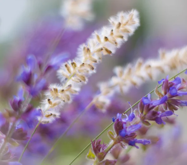 Beautiful wild flowers — Stock Photo, Image