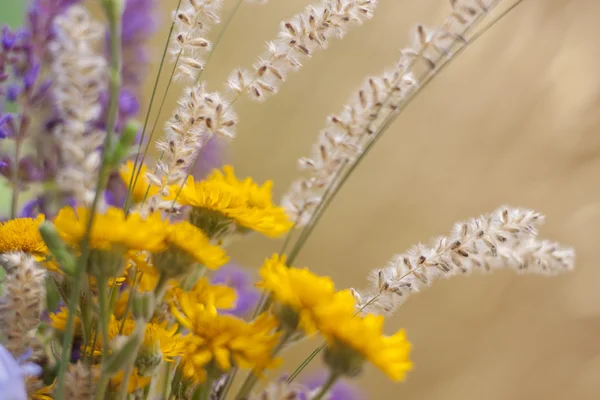 Beautiful wild flowers — Stock Photo, Image