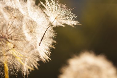 çiçek karahindiba. yakın çekim
