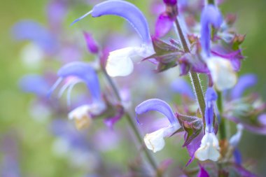güzel mavi kır çiçekleri