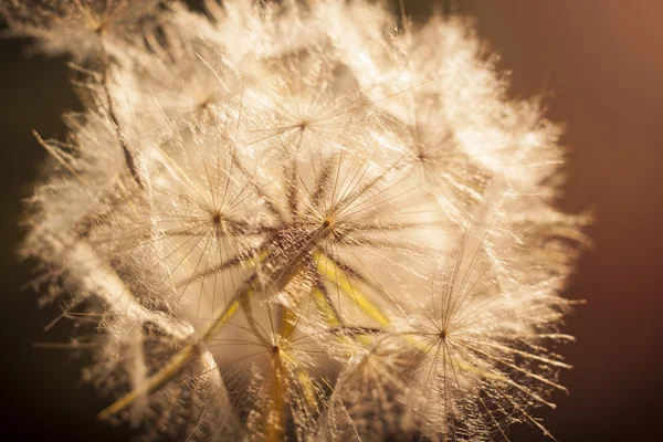 Flor de diente de león. Primer plano — Foto de Stock