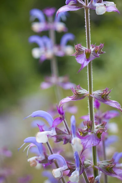 Schöne blaue Wildblumen — Stockfoto