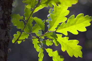 Meşe yaprakları karşı günbatımı