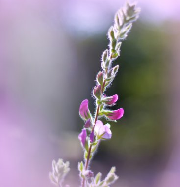 bir çayır üzerinde pembe çiçekler