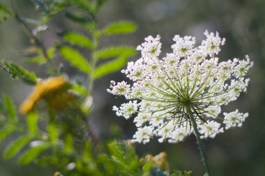 bir çayır üzerinde güzel kır çiçeği