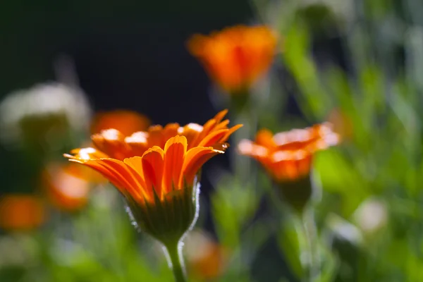 Vacker orange blomma — Stockfoto