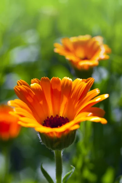 Vacker orange blomma — Gratis stockfoto