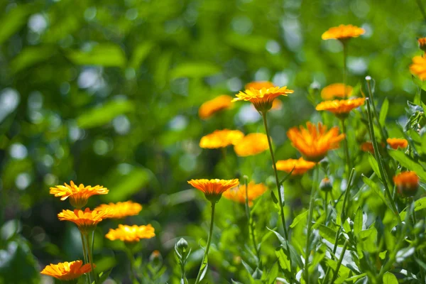 Schöne orangefarbene Blume — Stockfoto