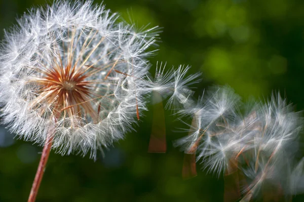 蒲公英的花。特写 — 图库照片