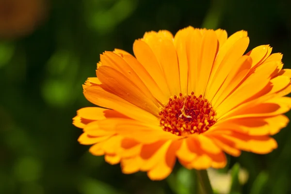 Bellissimo fiore d'arancio — Foto Stock