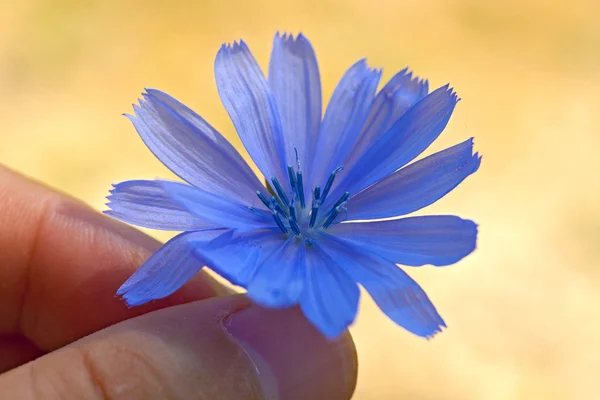 Blue wild flowers. Chicory — Free Stock Photo