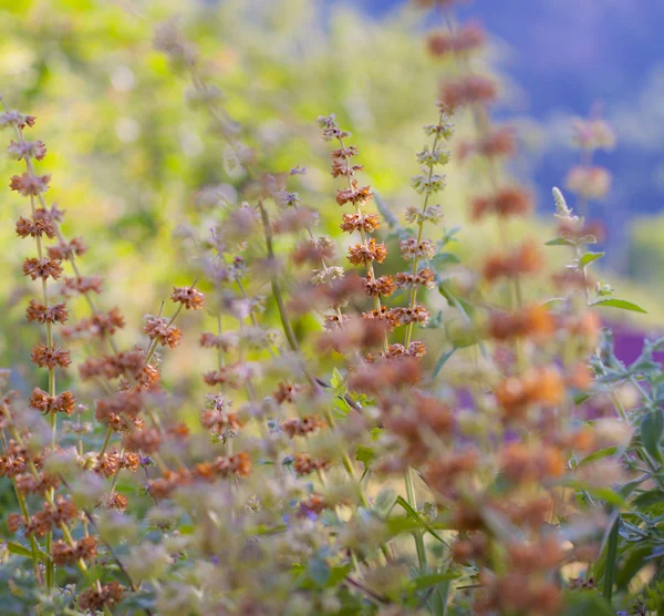 Wild flowers on a meadow — Stock Photo, Image