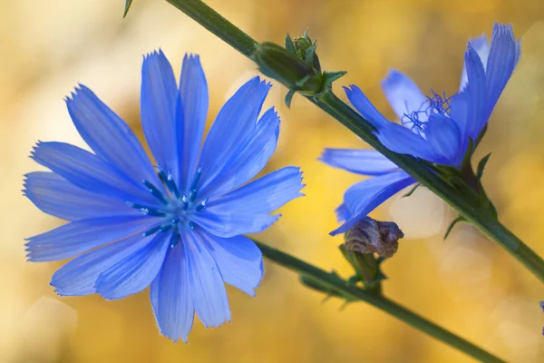 Blaue Wildblumen. Chicorée — Stockfoto