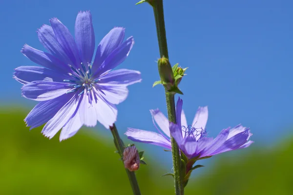 Flores silvestres azules. Achicoria — Foto de Stock