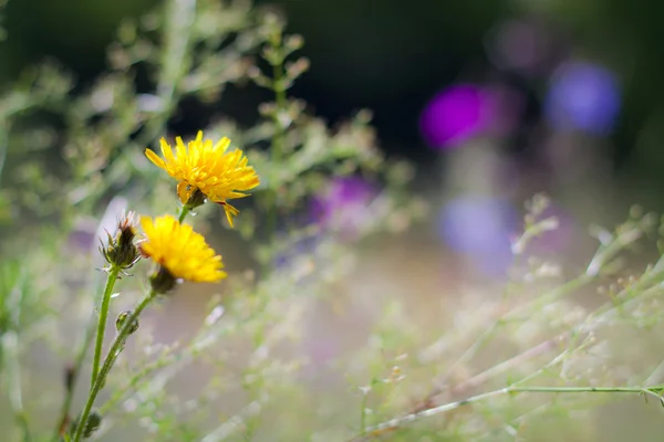 在一片草地上的黄色野花 — 图库照片