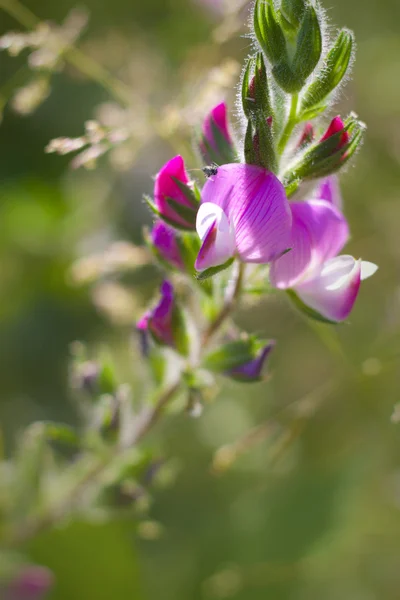 Rosa Wildblumen auf einer Wiese — Stockfoto