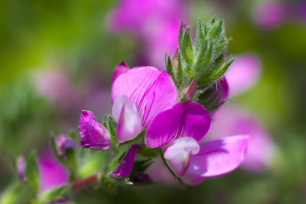 Flores silvestres rosadas en un prado — Foto de Stock