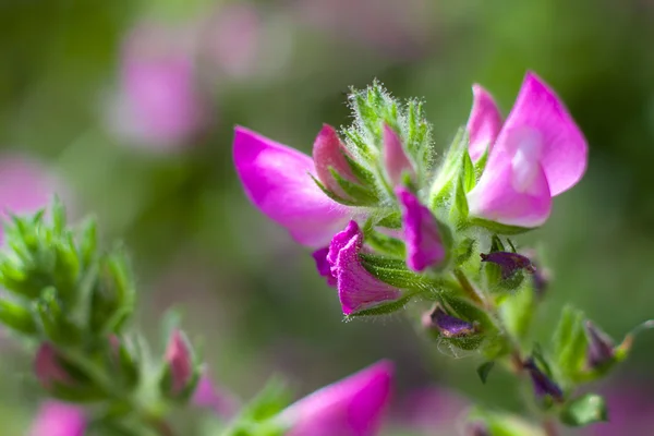 Rosa Wildblumen auf einer Wiese — Stockfoto