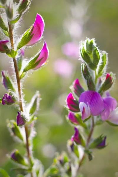 Rosa Wildblumen auf einer Wiese — kostenloses Stockfoto