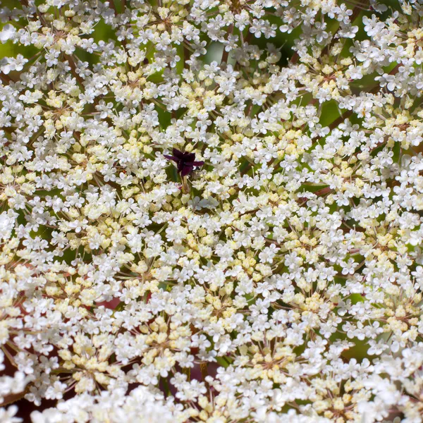 Poco fondo de flor silvestre blanca —  Fotos de Stock