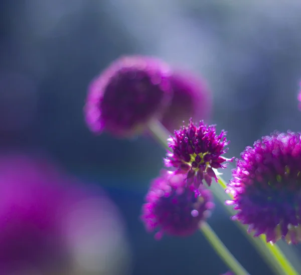 Beautiful purple wild flowers — Stock Photo, Image